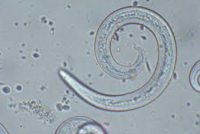 „Angylostrongylus vasorum“, Mikroskopaufnahme