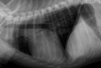 Röntgenbild eines 10 Jahre alten Hundes mit einer Infektion mit „Oslerus osleri“